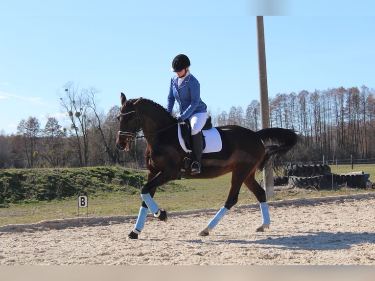 Cheval de sport allemand Jument 17 Ans 161 cm Bai brun in Trebbin