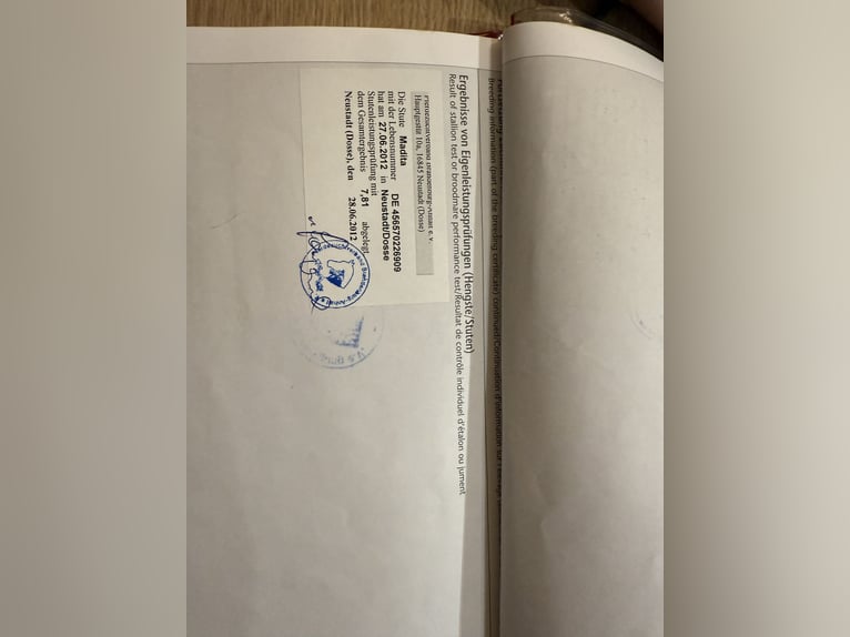 Cheval de sport allemand Jument 17 Ans 167 cm Alezan brûlé in Uder