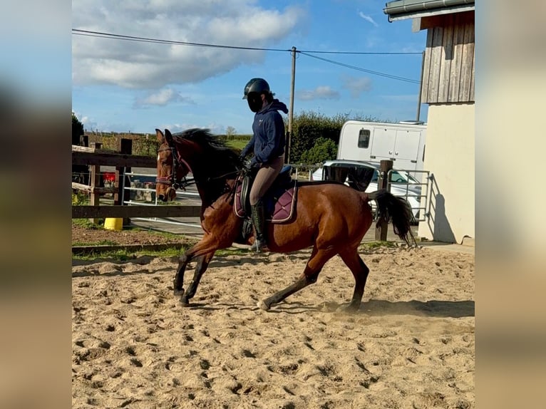 Cheval de sport allemand Jument 17 Ans 167 cm Bai in Daleiden