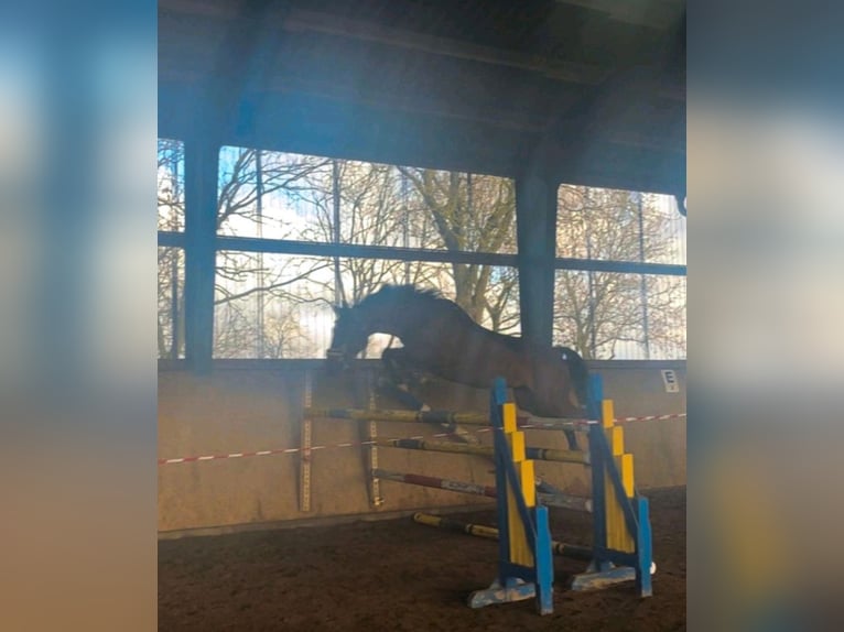 Cheval de sport allemand Jument 17 Ans 168 cm Bai in Wittstock/Dosse