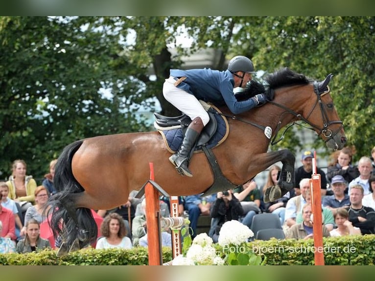 Cheval de sport allemand Jument 17 Ans 169 cm Bai brun in Seetz