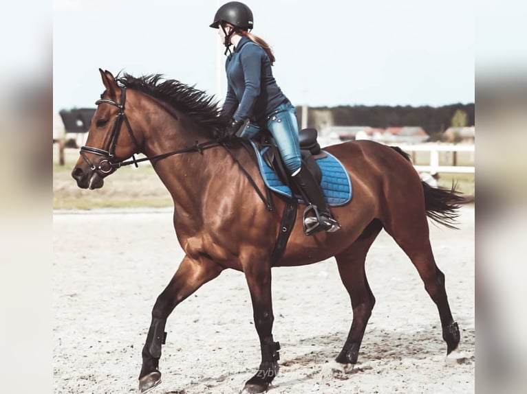 Cheval de sport allemand Jument 17 Ans 171 cm in Korpysy