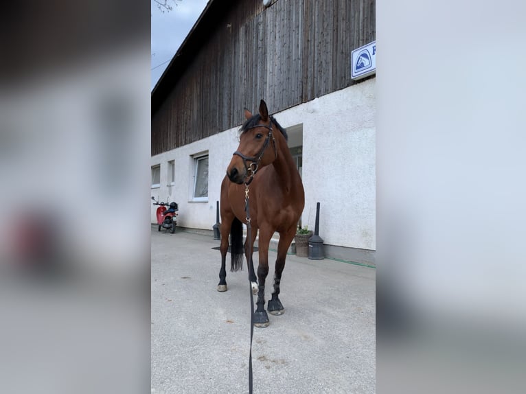 Cheval de sport allemand Jument 17 Ans 173 cm Bai in Königsbach-Stein
