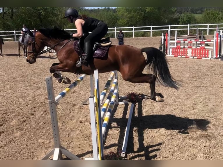 Cheval de sport allemand Jument 18 Ans 155 cm in Weiterstadt