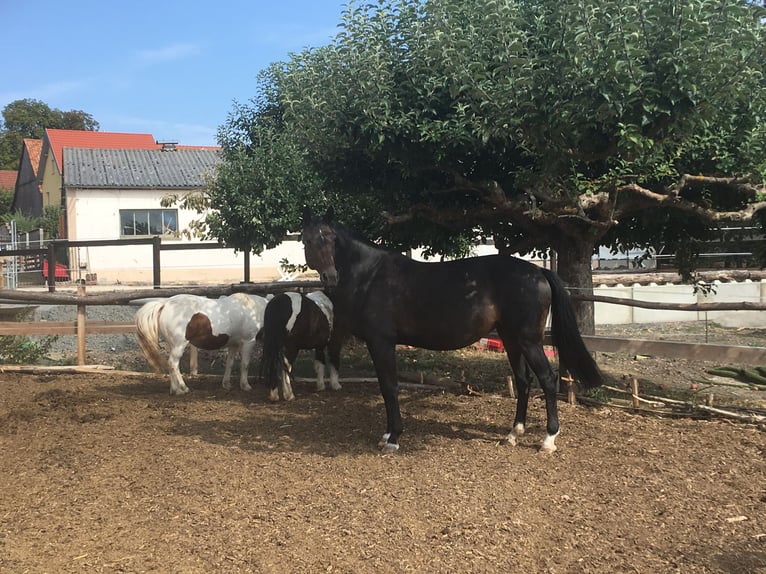 Cheval de sport allemand Jument 18 Ans 160 cm Bai brun in Würzburg