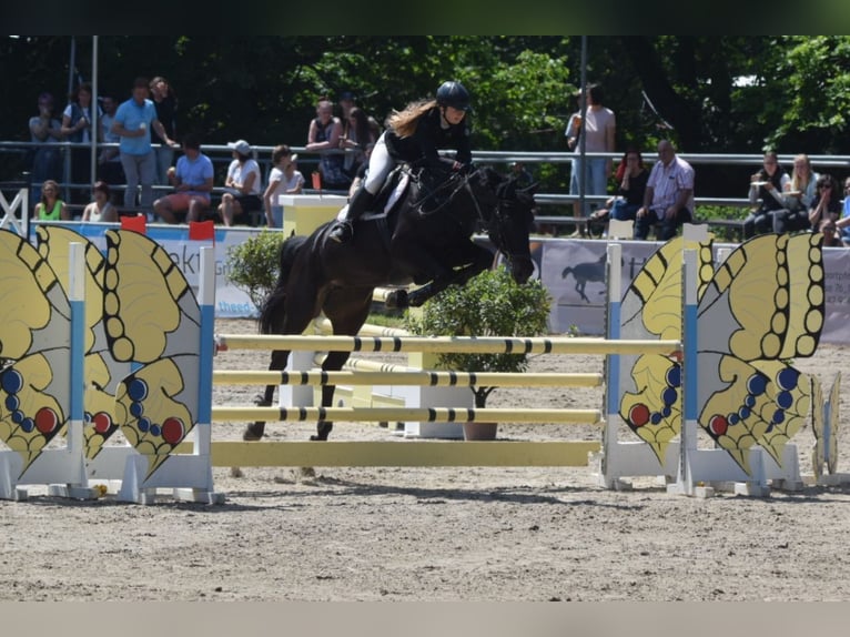 Cheval de sport allemand Jument 18 Ans 167 cm Bai brun foncé in Frohburg