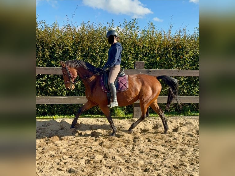 Cheval de sport allemand Jument 18 Ans 167 cm Bai in Daleiden