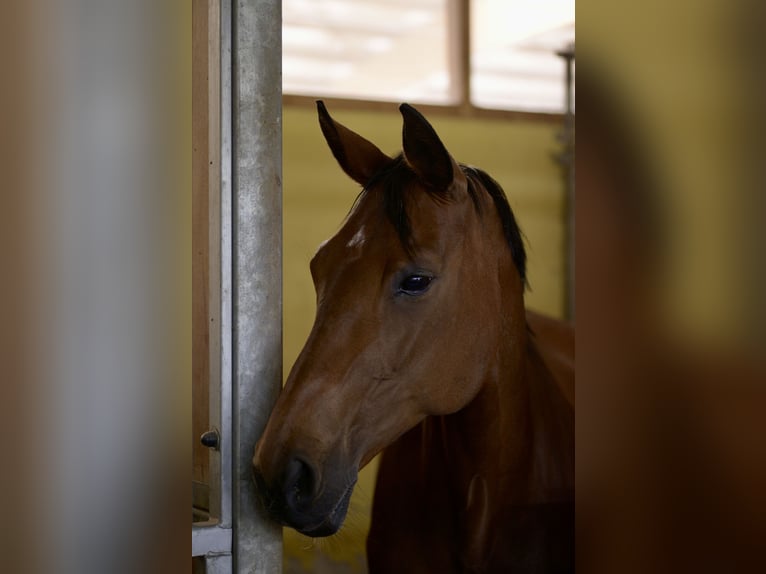 Cheval de sport allemand Jument 18 Ans 168 cm Bai in Meißen