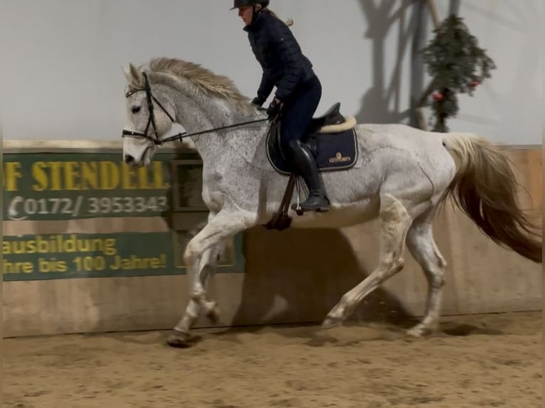 Cheval de sport allemand Jument 18 Ans 168 cm Gris in Schwedt/Oder