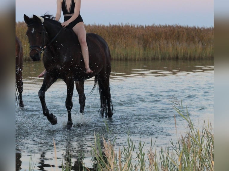 Cheval de sport allemand Jument 18 Ans 170 cm Bai in Stralsund