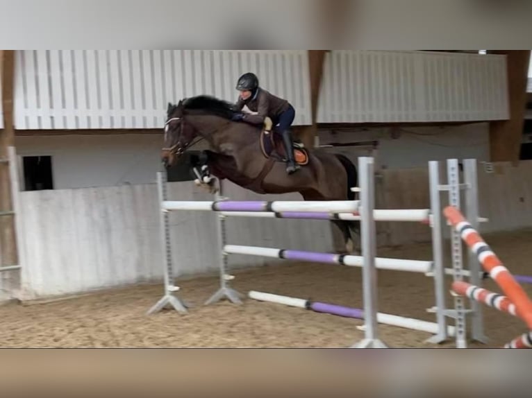 Cheval de sport allemand Jument 18 Ans  in Lörrach