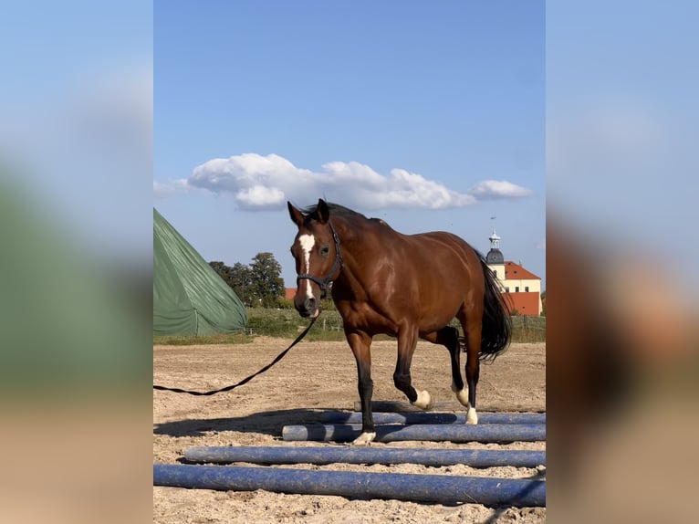 Cheval de sport allemand Jument 19 Ans 158 cm Bai in Dresden