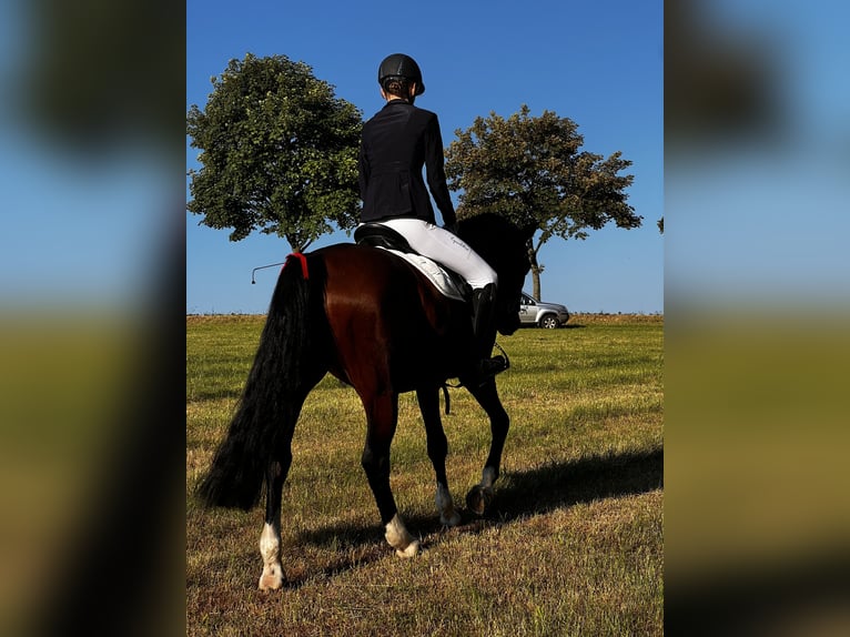 Cheval de sport allemand Jument 19 Ans 158 cm Bai in Dresden