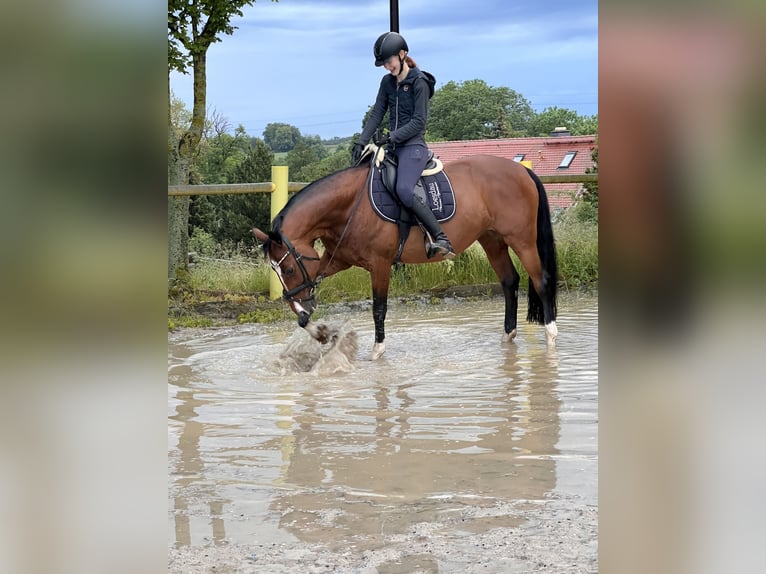 Cheval de sport allemand Jument 19 Ans 158 cm Bai in Dresden