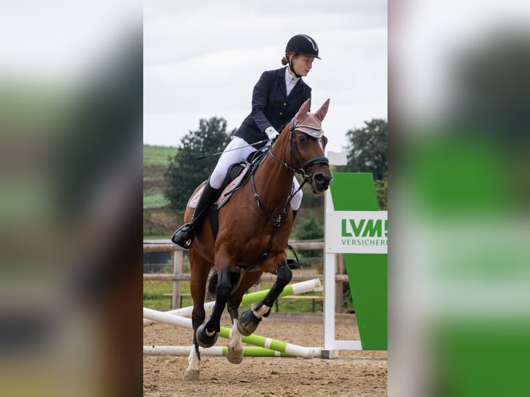 Cheval de sport allemand Jument 19 Ans 158 cm Bai in Dresden