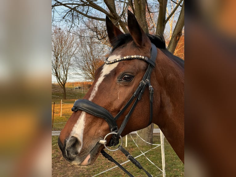 Cheval de sport allemand Jument 19 Ans 158 cm Bai in Dresden