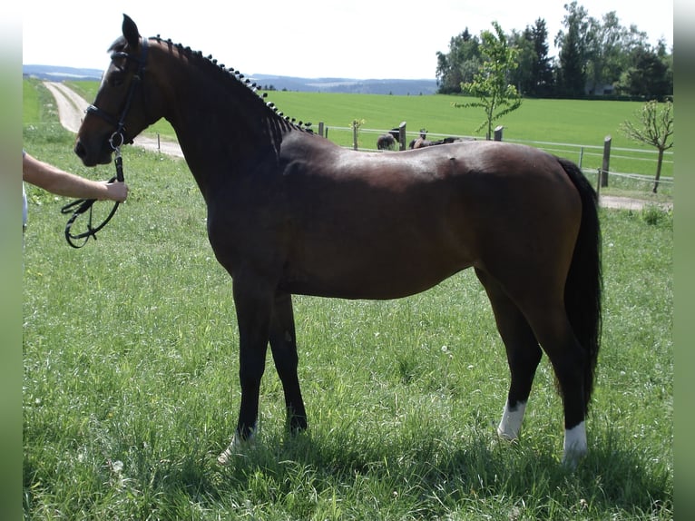 Cheval de sport allemand Jument 19 Ans 164 cm Bai brun in Tanna