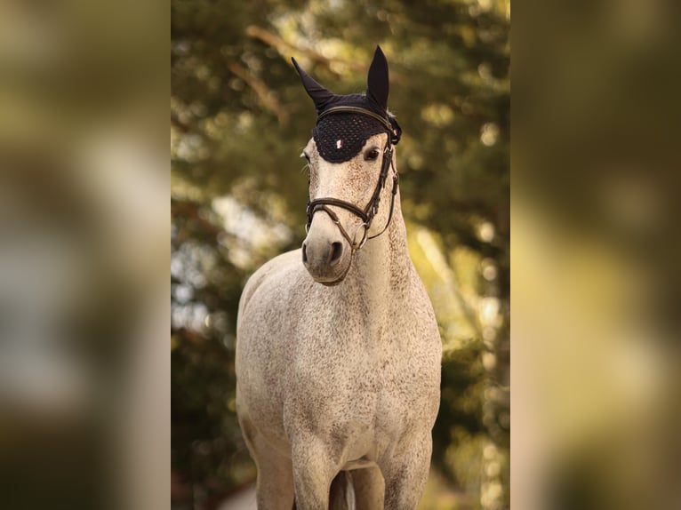 Cheval de sport allemand Jument 19 Ans 165 cm Gris in Renchen