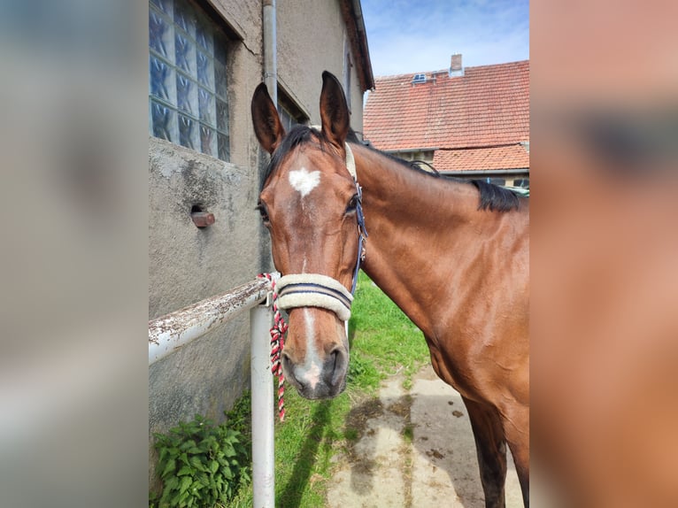 Cheval de sport allemand Jument 19 Ans 166 cm Bai in Sohland am Rothstein