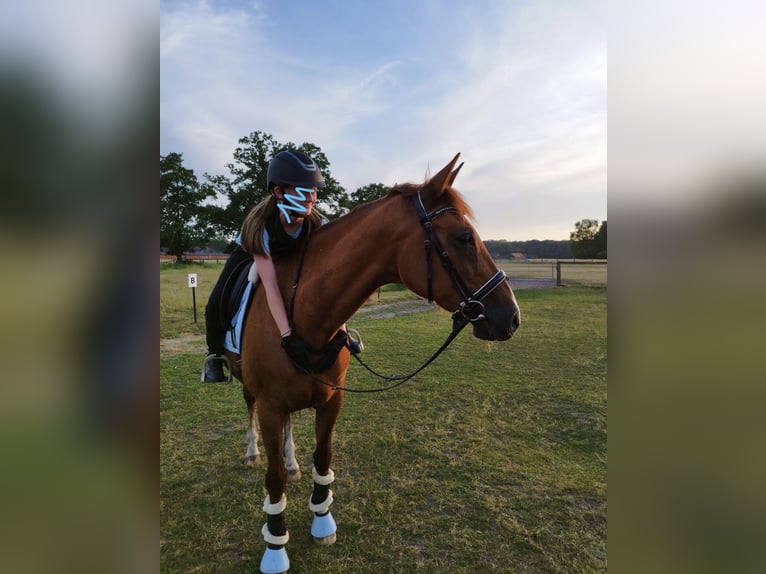 Cheval de sport allemand Jument 19 Ans 168 cm Alezan in Lippetal