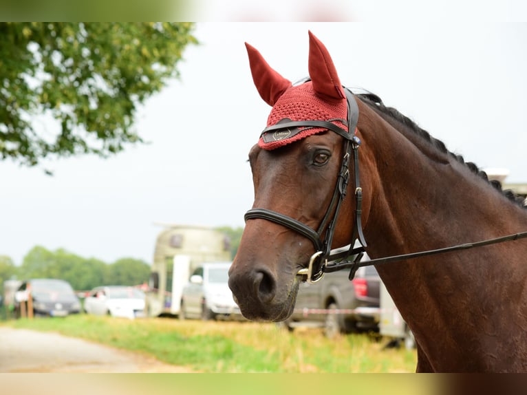 Cheval de sport allemand Jument 19 Ans 171 cm Bai in Zorneding