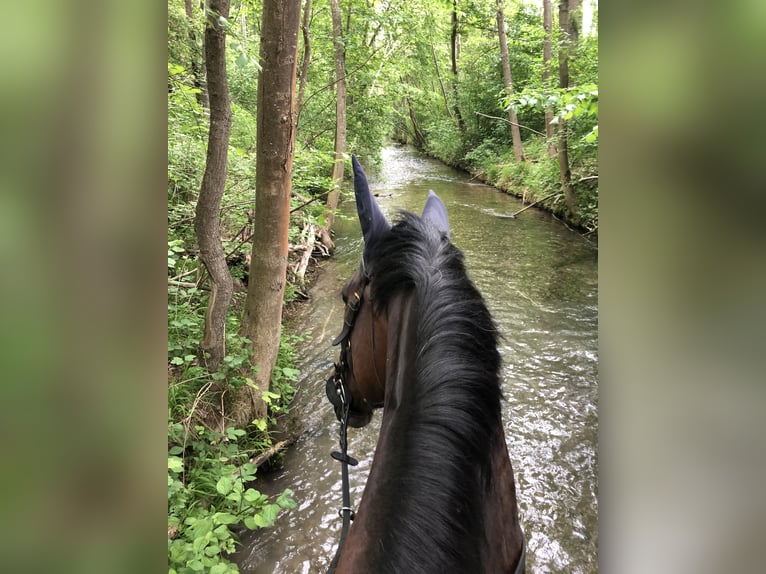 Cheval de sport allemand Jument 19 Ans 171 cm Bai in Zorneding