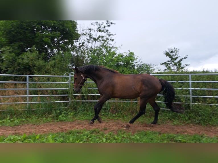 Cheval de sport allemand Jument 19 Ans 172 cm Bai in Oberlungwitz