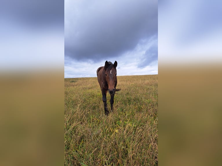 Cheval de sport allemand Jument 19 Ans 172 cm Bai in Oberlungwitz