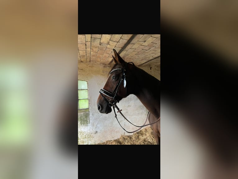 Cheval de sport allemand Jument 19 Ans 175 cm Bai in Tarp