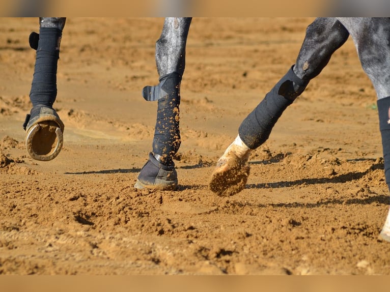 Cheval de sport allemand Jument 19 Ans in Theisseil