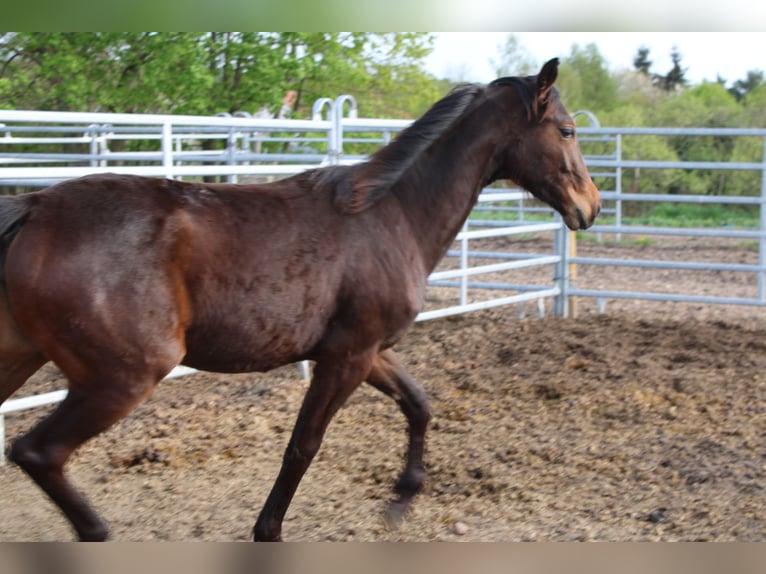 Cheval de sport allemand Jument 1 Année 160 cm Bai in Dahme/Mark