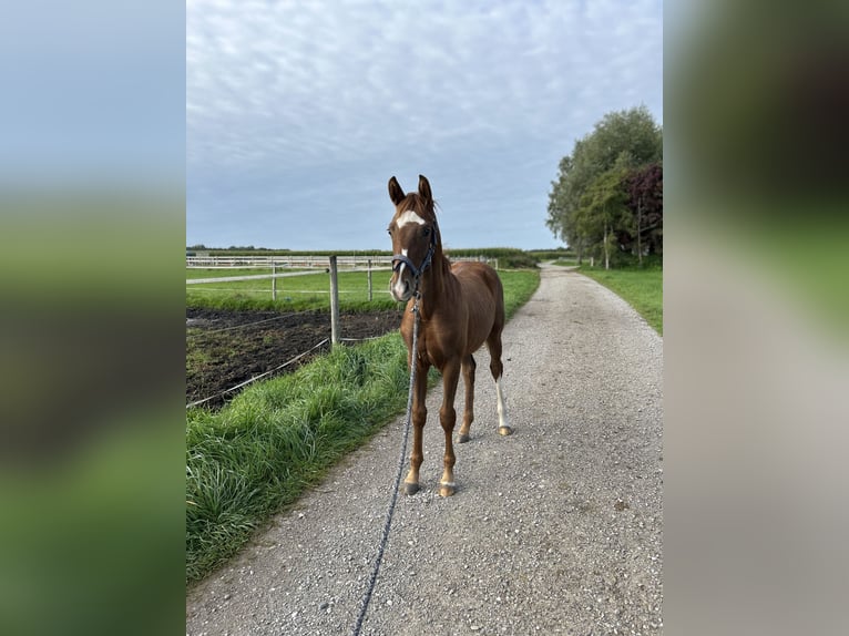 Cheval de sport allemand Jument 1 Année 165 cm Alezan in Weil