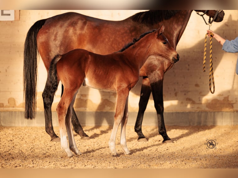 Cheval de sport allemand Jument 1 Année 165 cm Bai in Frauenneuharting