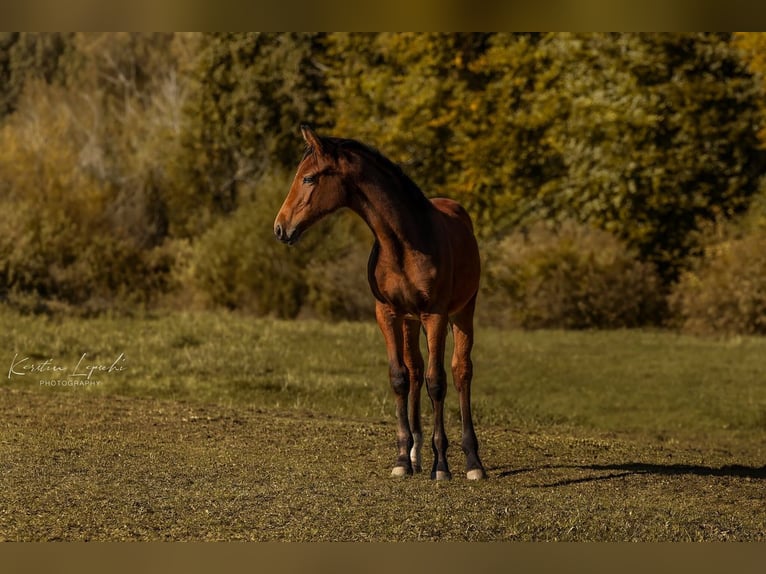 Cheval de sport allemand Jument 1 Année 165 cm Bai in Geroldsgrün