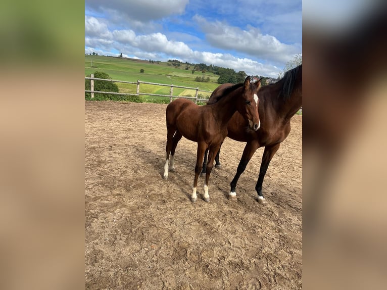Cheval de sport allemand Jument 1 Année 165 cm Bai in Geroldsgrün