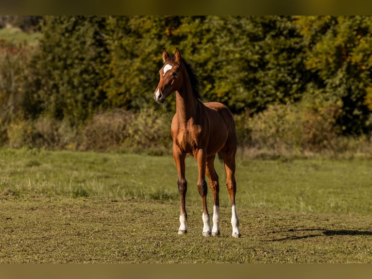 Cheval de sport allemand Jument 1 Année 165 cm Bai in Geroldsgrün