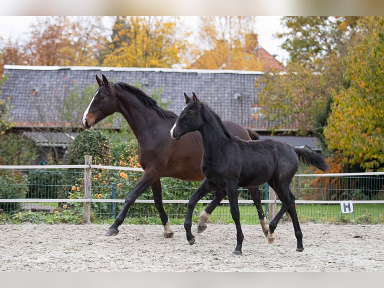 Cheval de sport allemand Jument 1 Année 165 cm Gris noir in Hodenhagen