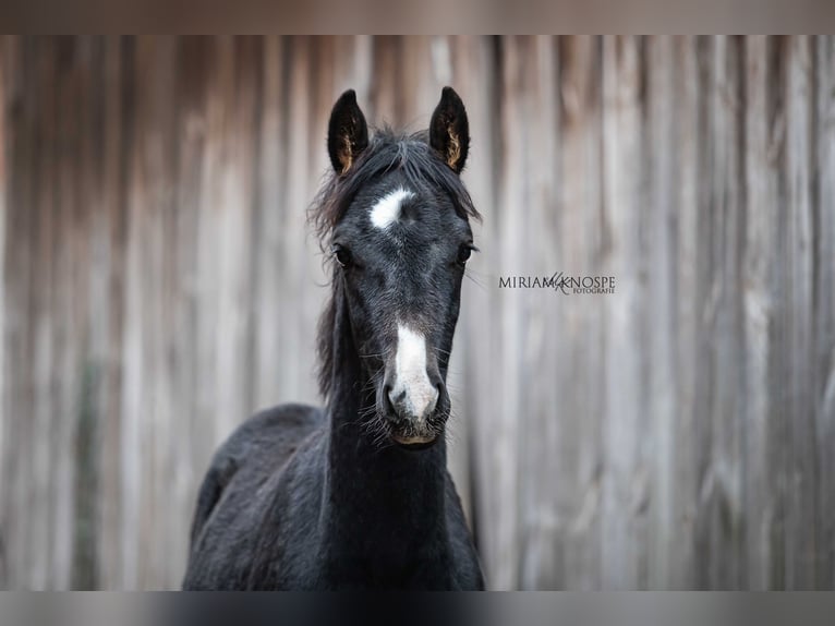 Cheval de sport allemand Jument 1 Année 165 cm Gris noir in Hodenhagen