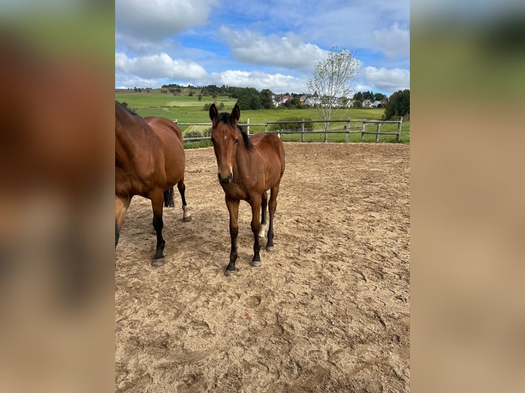 Cheval de sport allemand Jument 1 Année 166 cm Bai in Geroldsgrün