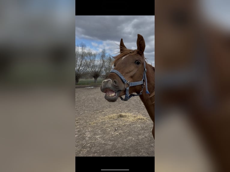 Cheval de sport allemand Jument 1 Année 168 cm Alezan in Grimma