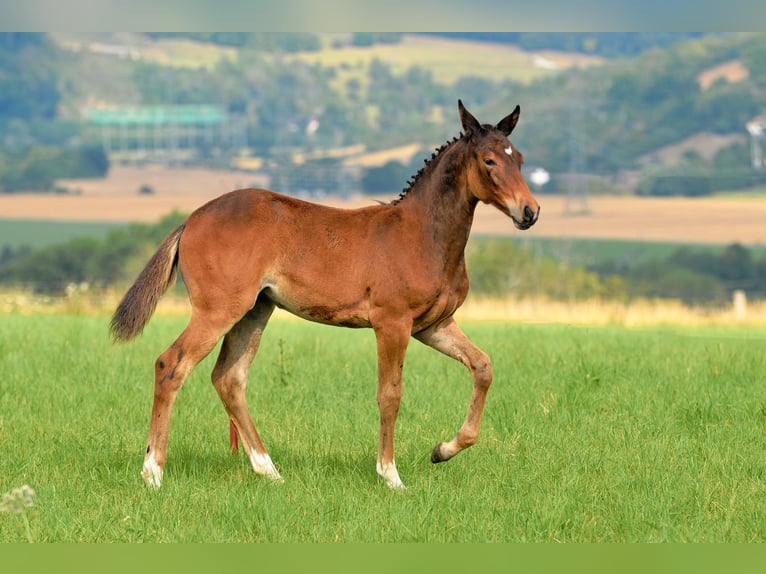 Cheval de sport allemand Jument 1 Année 168 cm Bai in Camburg