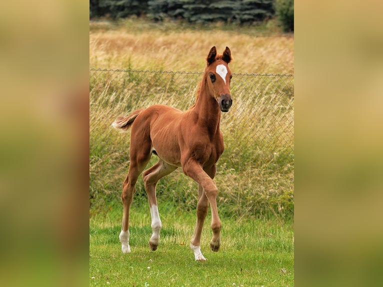 Cheval de sport allemand Jument 1 Année 170 cm Alezan brûlé in Dornburg-Camburg