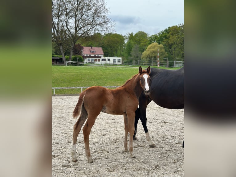 Cheval de sport allemand Jument 1 Année 170 cm Alezan in Alsfeld