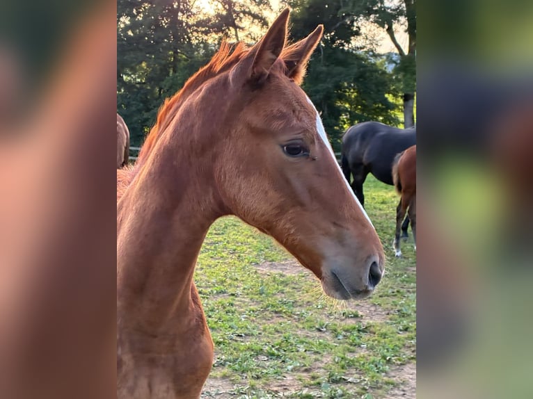 Cheval de sport allemand Jument 1 Année 170 cm Alezan in Gunzwil
