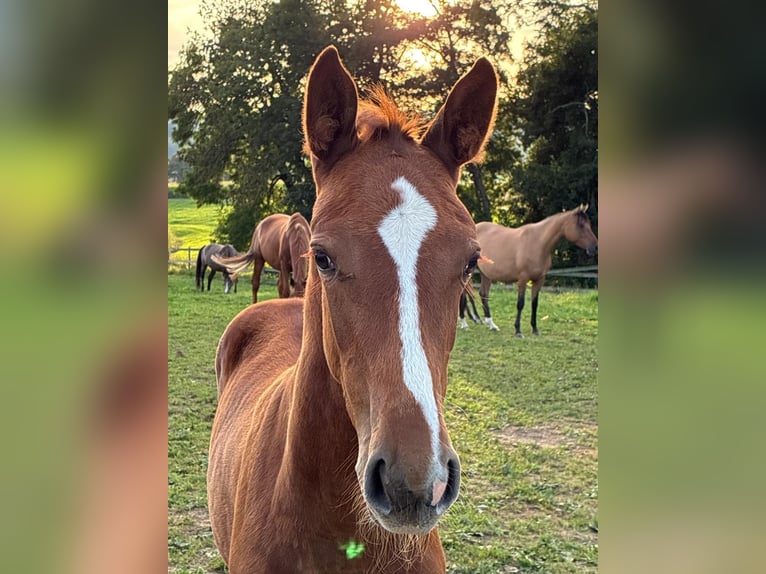 Cheval de sport allemand Jument 1 Année 170 cm Alezan in Gunzwil