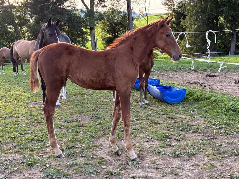Cheval de sport allemand Jument 1 Année 170 cm Alezan in Gunzwil