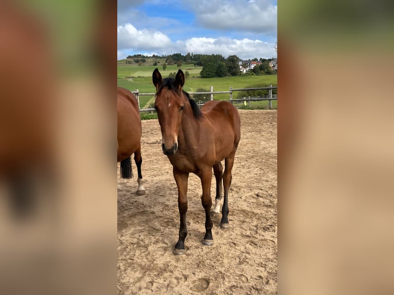 Cheval de sport allemand Jument 1 Année 170 cm Bai in Geroldsgrün