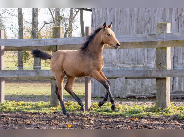 Cheval de sport allemand Jument 1 Année 170 cm Buckskin in Dessau-Roßlau