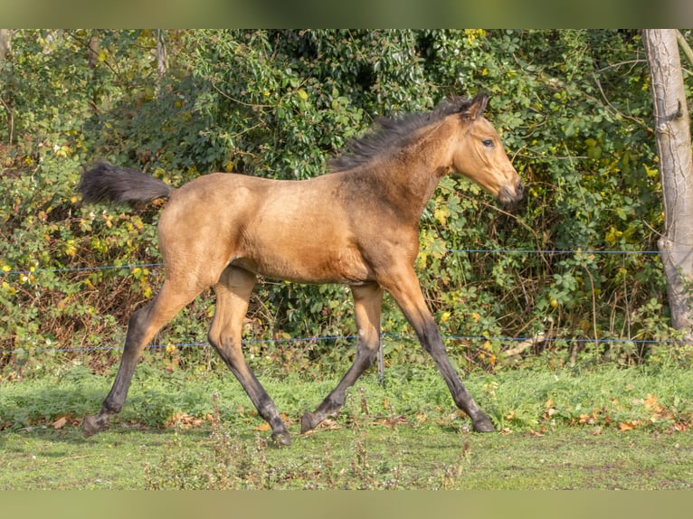 Cheval de sport allemand Jument 1 Année 170 cm Buckskin in Dessau-Roßlau