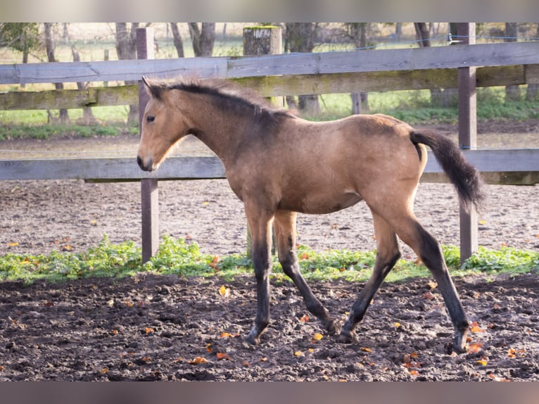Cheval de sport allemand Jument 1 Année 170 cm Buckskin in Dessau-Roßlau